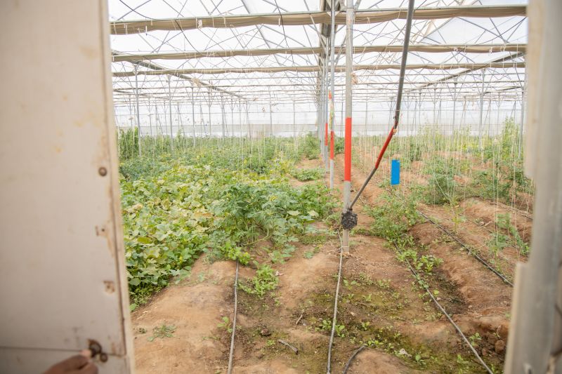 Irrigation Service in Honolulu, HI